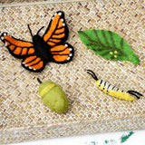 El ciclo de vida de mariposa Monarca