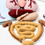 Set de Anatomia del cuerpo Humano