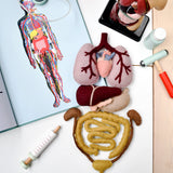 Set de Anatomia del cuerpo Humano