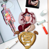 Set de Anatomia del cuerpo Humano