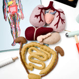 Set de Anatomia del cuerpo Humano