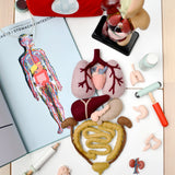 Set de Anatomia del cuerpo Humano