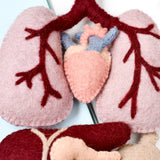 Set de Anatomia del cuerpo Humano