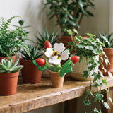 Maceta de fresas con abeja (Strawberry Flower Pot) - foto 4