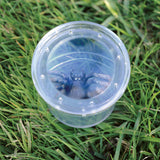 Visor de Insectos GeoSafari